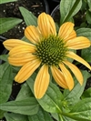 Mellow Yellows