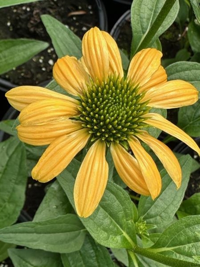 Mellow Yellows