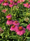PowWow Wildberry