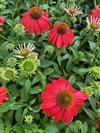 Sombrero Salsa Red