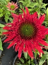 Sunny Days Ruby