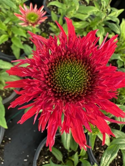Sunny Days Ruby