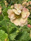 Pretticoats Peach