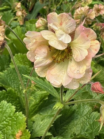 Pretticoats Peach