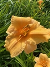 Apricot Sparkles