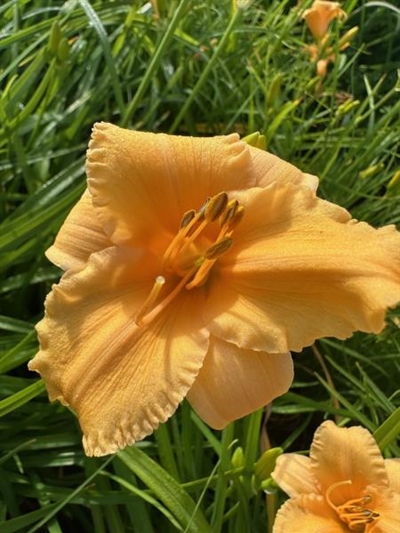 Apricot Sparkles