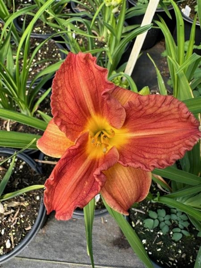Everydaylily Orange