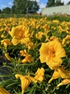 Stella d'Oro