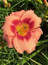 Strawberry Candy