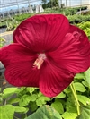 Honeymoon Red