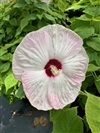 Luna Pink Swirl