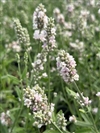 Ellagance Pink