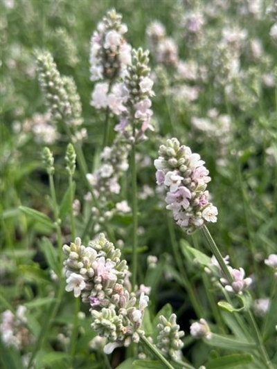 Ellagance Pink