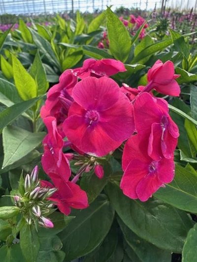 Super Ka-Pow Fushcia