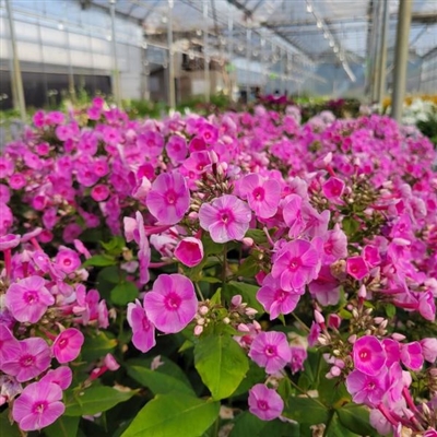 Luminary Prismatic Pink PW