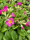 Crescendo Pink Shades