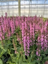 Pink Profusion PW