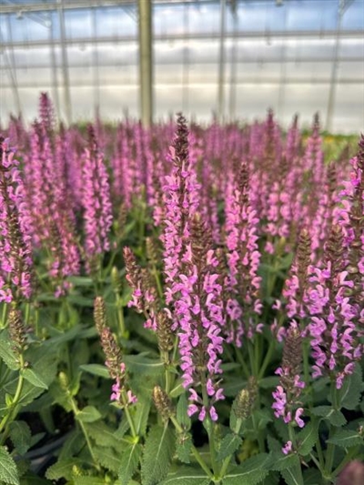 Pink Profusion PW