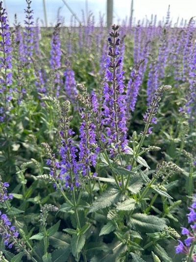 Spring King