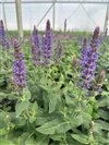 Violet Riot PW