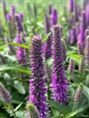 Magic Show Purple Illusion PW