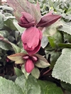 Ice N Roses Merlot