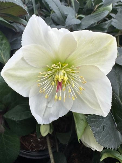 Ice N Roses White