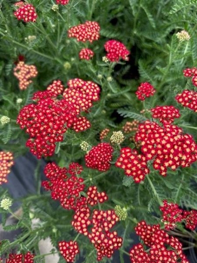 Sassy Summer Sangria