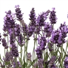 Ellagance Purple
