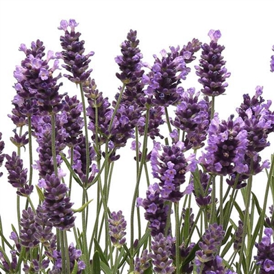 Ellagance Purple